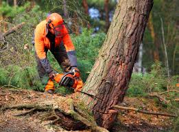 Professional Tree Care in South Hooksett, NH