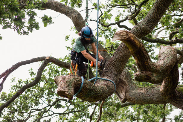 Best Tree Removal  in South Hooksett, NH