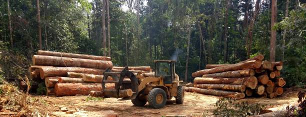 Best Tree Mulching  in South Hooksett, NH