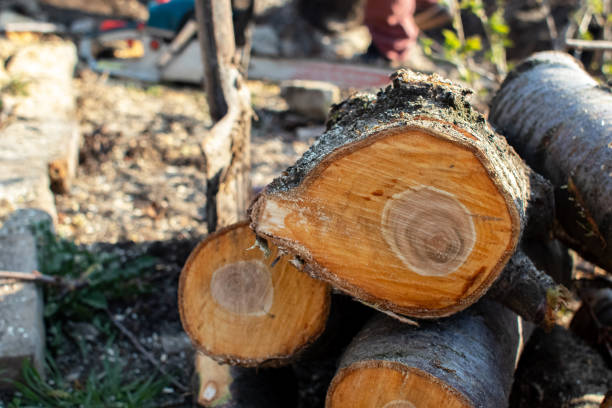 Best Tree Trimming and Pruning  in South Hooksett, NH