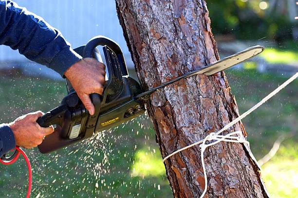 Best Tree Disease Treatment  in South Hooksett, NH