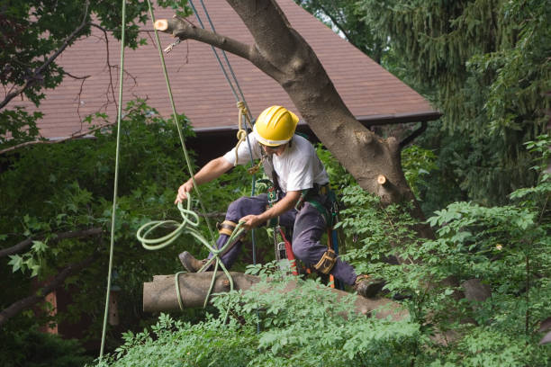 Best Tree Health Inspection  in South Hooksett, NH