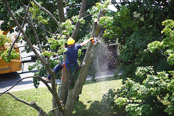  South Hooksett, NH Tree Care Pros