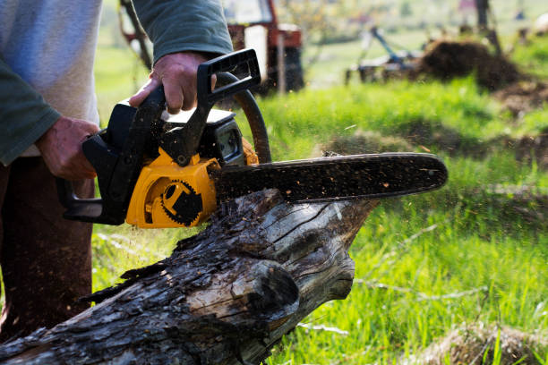 Best Pest Control for Lawns  in South Hooksett, NH